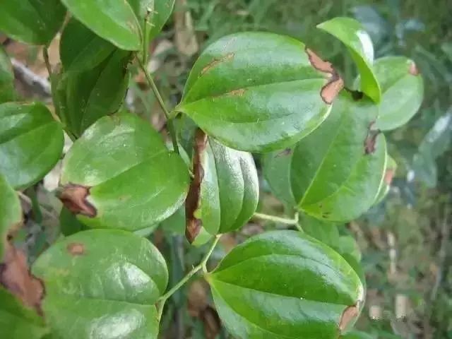 又名金剛藤,馬甲子,鐵菱角,馬加勒,筋骨柱子,紅燈果,冷飯頭等等