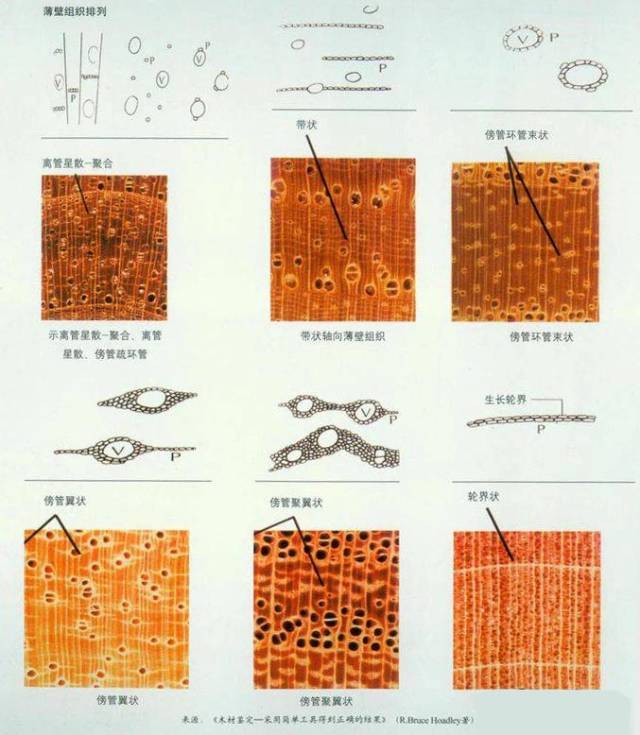 轴向薄壁组织:概念繁琐,可分星散状,星散-聚合,带状,环管束状,翼状,聚