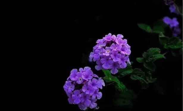 34种 蓝紫色系植物 享受高贵典雅浪漫的视觉盛宴 腾讯新闻