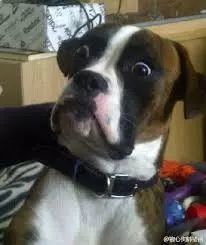 澳洲八大Top5本科毕业,回国相亲黄了!还找不到