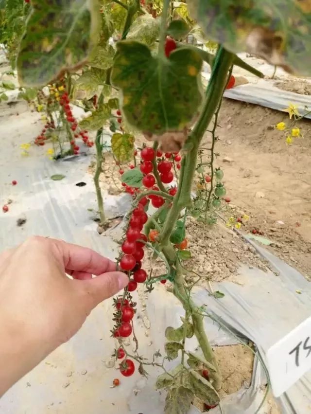 人們是如何將1克左右的綠色野生番茄,培養成現在大於100克的紅色或