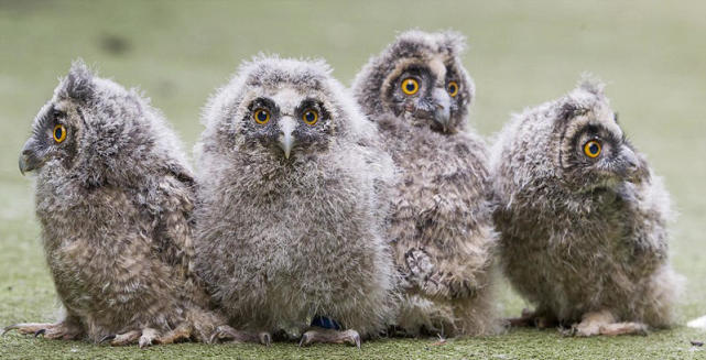 呆萌雪鸮在猫头鹰中心打工蹲守前台尽职尽责图