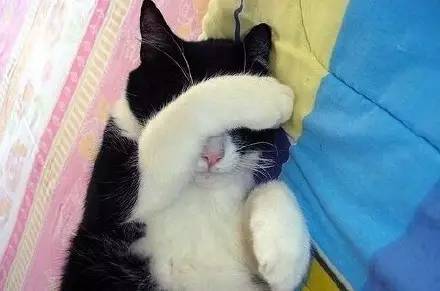 周末赖床的喵们……好困!好可爱