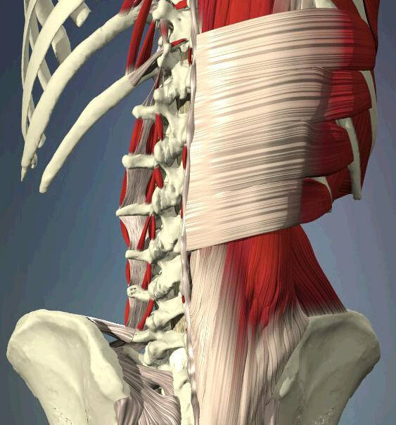 看3d动画了解腰椎解剖