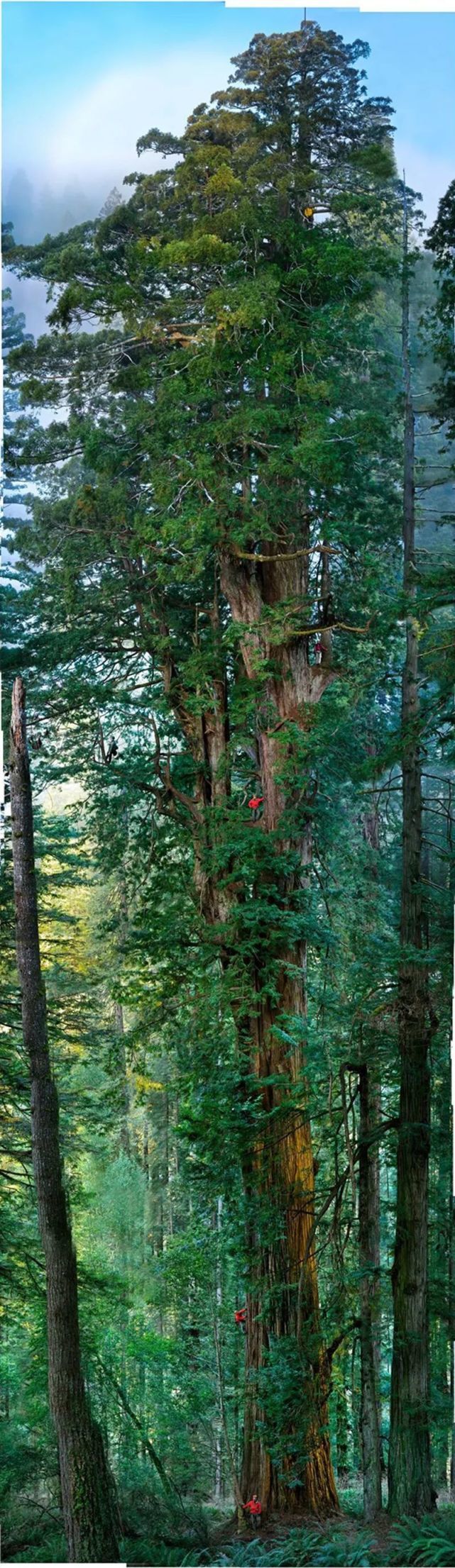世界最高树身长超百米 已600余岁