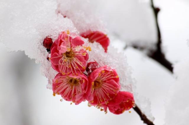 梅花在冬夜里静静绽放