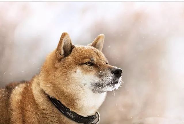 这就是柴犬 一 腾讯网