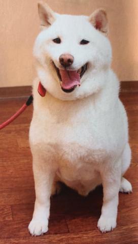 这就是柴犬 一 腾讯网