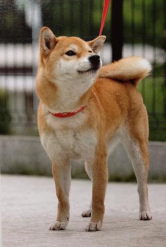 这就是柴犬 一 腾讯网