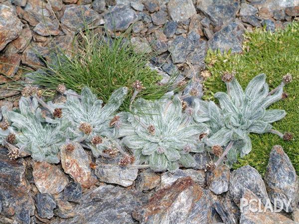 九龙营养课堂 松花粉是什么 松花粉怎么吃 花粉过敏怎么办