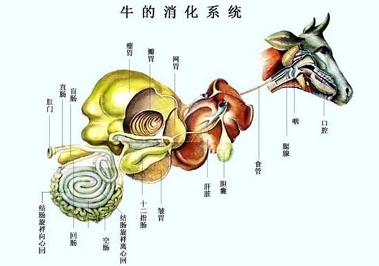 gdp吃牛粪_吃牛粪(3)