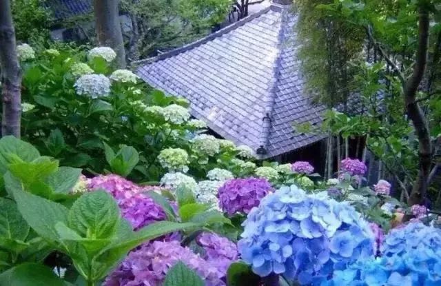 日本东京花艺游学 趁现在 就出发 腾讯网