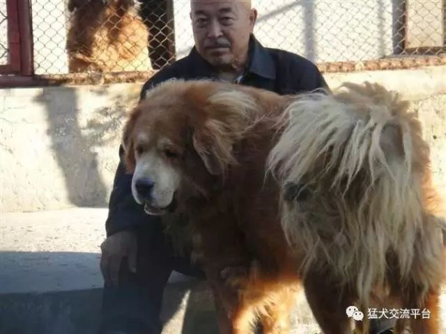 探究中国猛犬之王 腾讯网