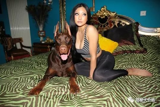 黑狼犬价格市场纯黑德国牧羊犬价格