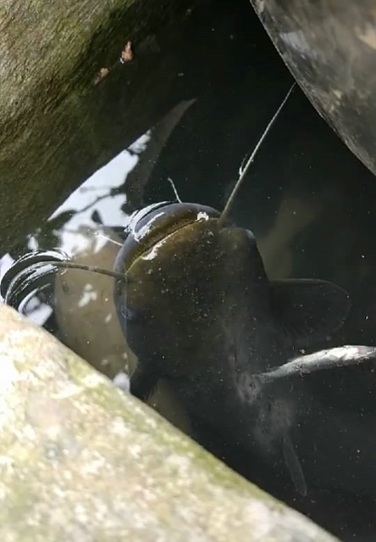 老井裡大魚浮頭,有人說是陰氣太重