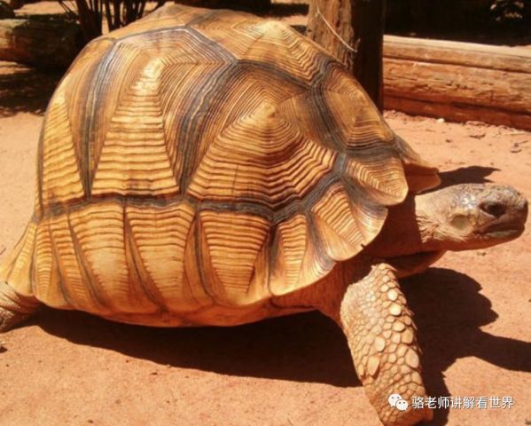 我滴龟龟!你还能长成这样!