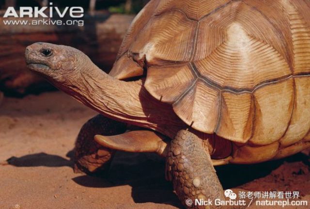 我滴龟龟!你还能长成这样!