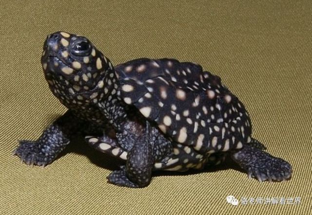 我滴龟龟!你还能长成这样!