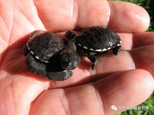 我滴龟龟!你还能长成这样!