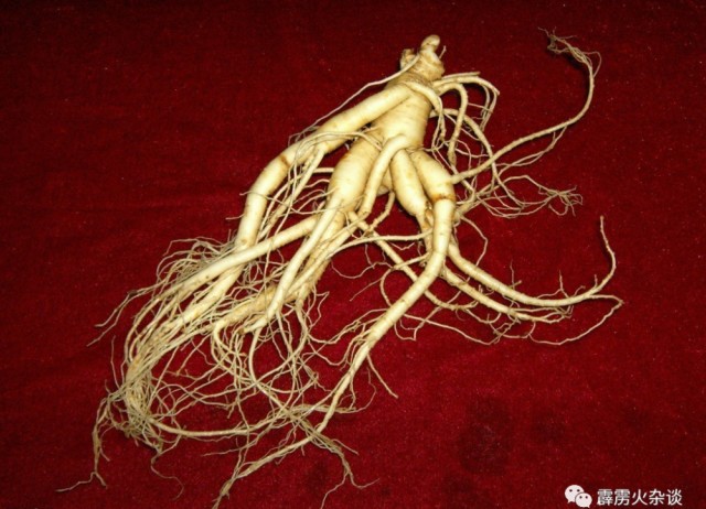 冬吃人参补气血,走起