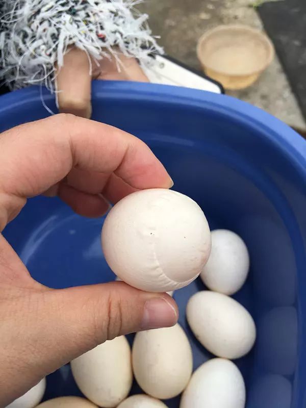东莞家鸡产下彗星蛋村民不敢吃