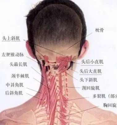 人體的衰老從肩頸開始肩頸是毒素最容易堆積的地方是致病的關鍵