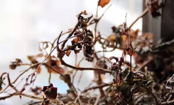 花草冬天枯萎的原因和解决方法