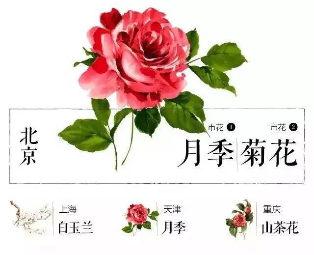 中國各城市市花大集合你家鄉的市花叫啥