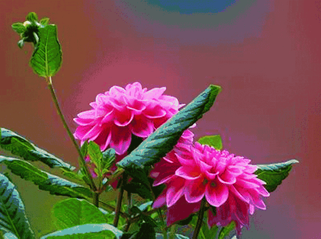 最美的长寿花动图送给您愿您健康长寿看到的人有福了