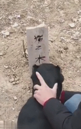 猫咪被狗狗咬死,主人拉狗到猫坟前,逼狗磕三个响头!