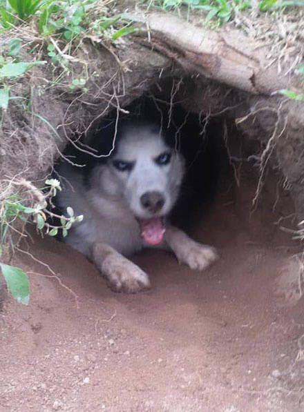 哈士奇嫌家里地暖太热,竟自己在外面建了一栋"别墅"不肯回家