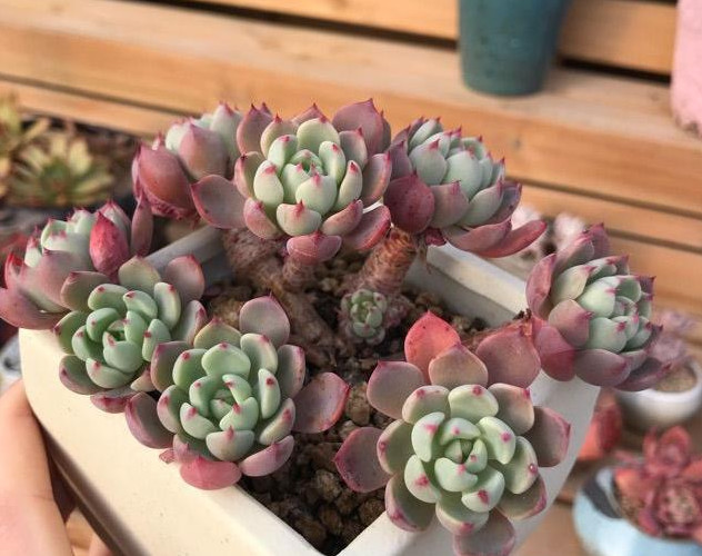 学会多肉植物的根部养护 根不烂叶子不掉 还能长旺盛