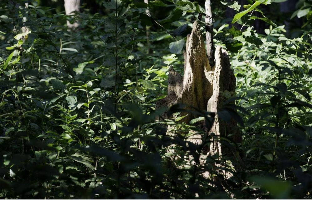 看看穿越野人山森林有多艰难,多数远征军留在了野人山.