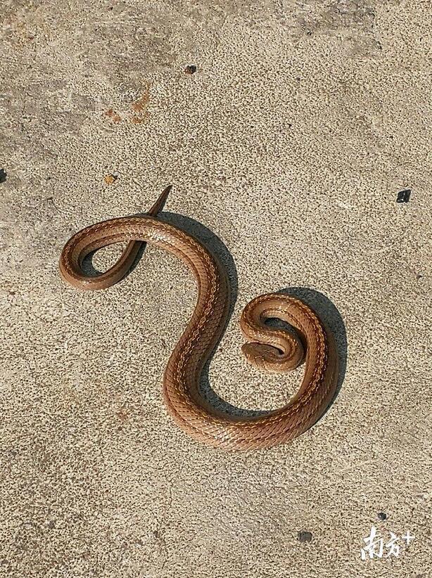 存在因缺乏天敌造成外来生物入侵的风险,且蛇体内的寄生虫约有10多种