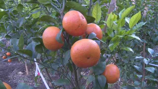 华安的沃柑挂果啦!它跟普通柑橘有啥不同?