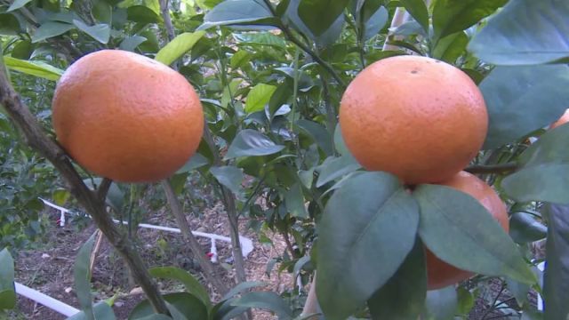 华安的沃柑挂果啦!它跟普通柑橘有啥不同?