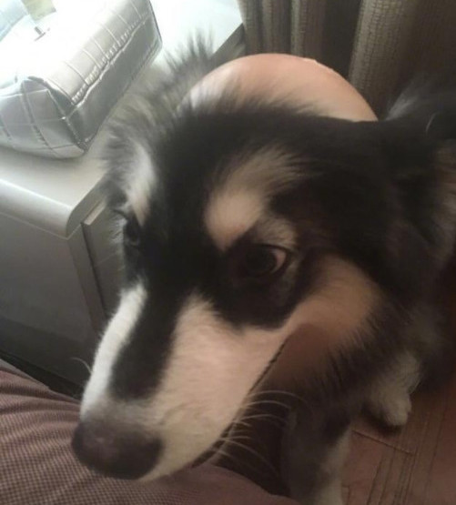 美女一觉醒来,发现二哈忽然"秃头"了,仔细一看就是一顿胖揍