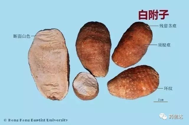 中药材鉴别图谱赏析!