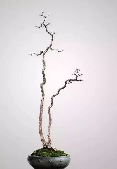 双杆文人树动静有致