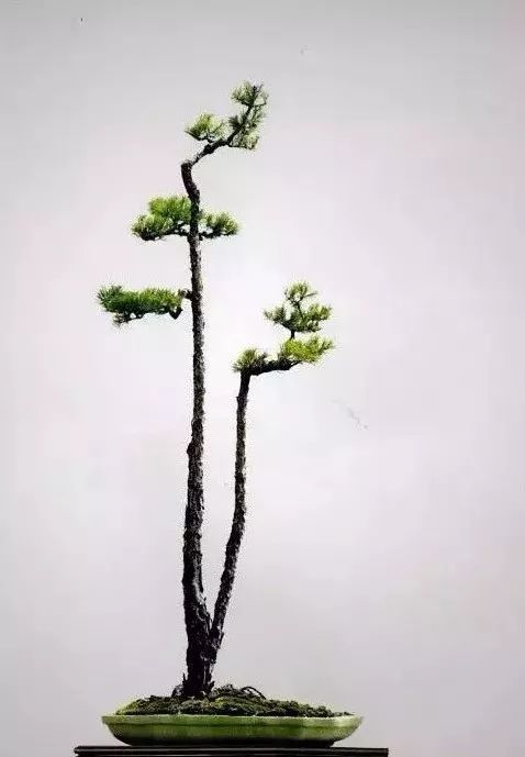 双杆文人树动静有致