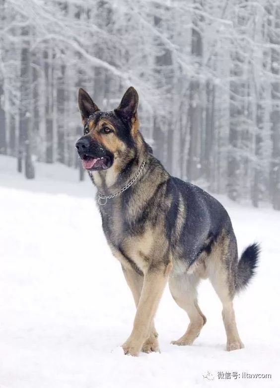 大家所说的狼狗是什么狗