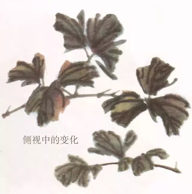 彩墨牡丹这样画,国画牡丹叶子和枝干的画法,简单易学!