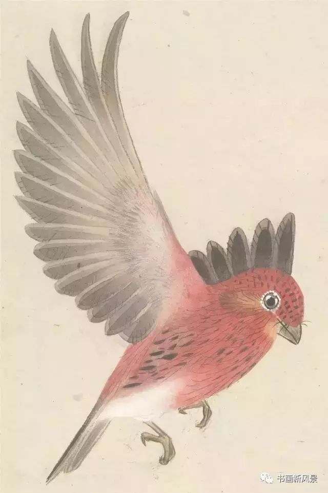 张其翼|都说他的花鸟，通灵入神，果不其然！