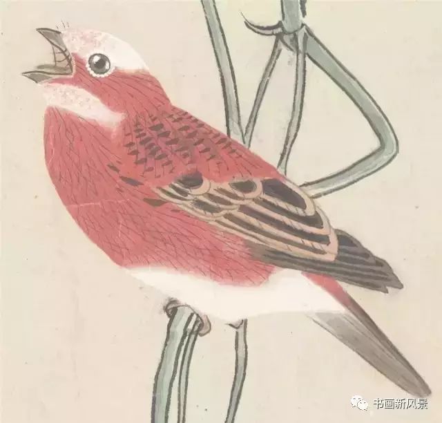 张其翼|都说他的花鸟，通灵入神，果不其然！