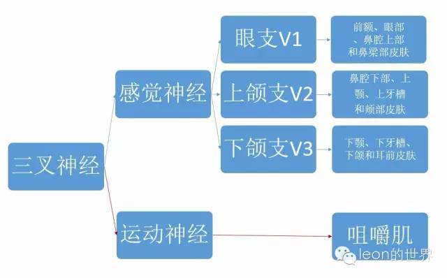 角膜反射- 下颌反射参与了两个反射:三叉神经感觉支又分为三支:眼支