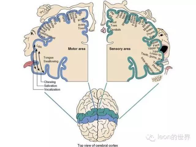 丘腦束傳導至同側感覺皮層口腔以外的觸覺經內側丘系傳導至對側丘腦