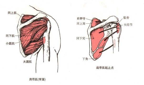 肩颈专业知识与话术(建议收藏)