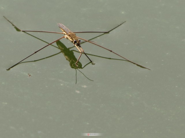 动物的物理学水黾浮在水上狗狗甩干身上的水