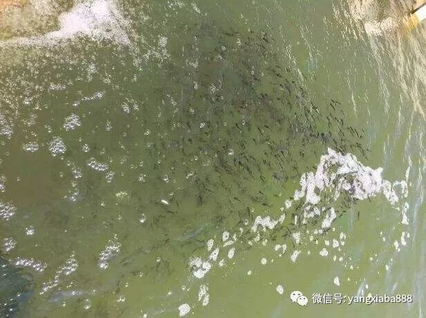 神了!在虾塘加入这些以后…南美白对虾,产值达