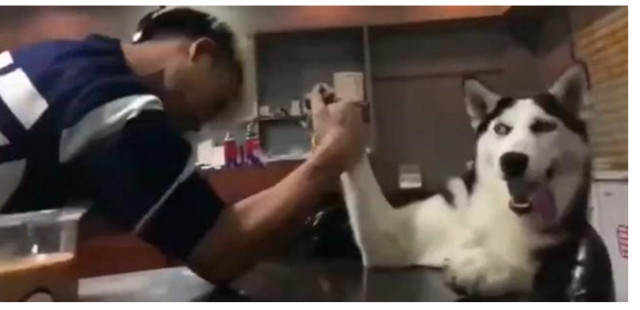 网友和自己的狗狗掰手腕,二哈不屑一顾,整个过程表情绝了